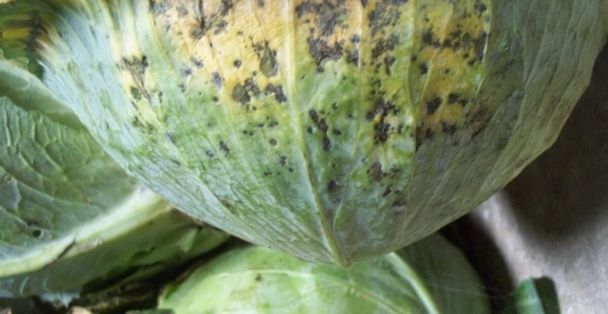 Kohlschwärze durch Alternaria brassicae