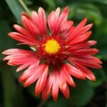 Kokarda 'Burgundy' (Gaillardia 'Burgundy') – fotografia rastliny