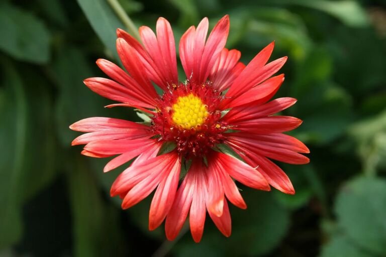 Gaillardia 'Burgundy'