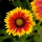 Kokarda (Gaillardia 'Goblin') – fotografia rastliny