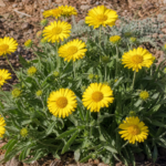 Kokarda osinatá ‘Mesa Yellow’ (Gaillardia aristata 'Mesa Yellow') – fotografia rastliny