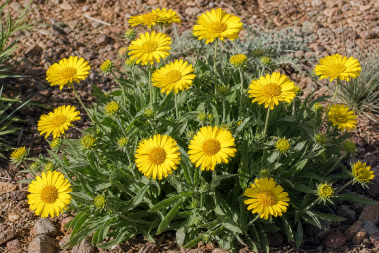 Gaillardia aristata 'Mesa Yellow'