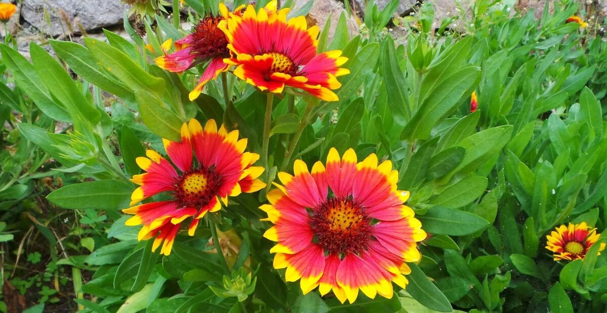 kokarda ostitá (Gaillardia aristata) – fotografia rastliny