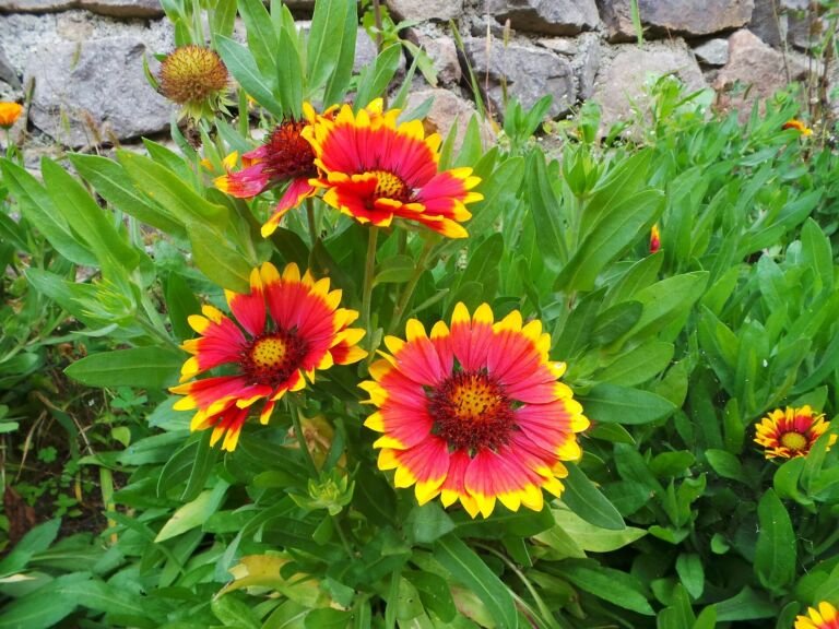 Gaillardia aristata
