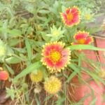kokarda rozkošná (Gaillardia pulchella) – fotografia rastliny