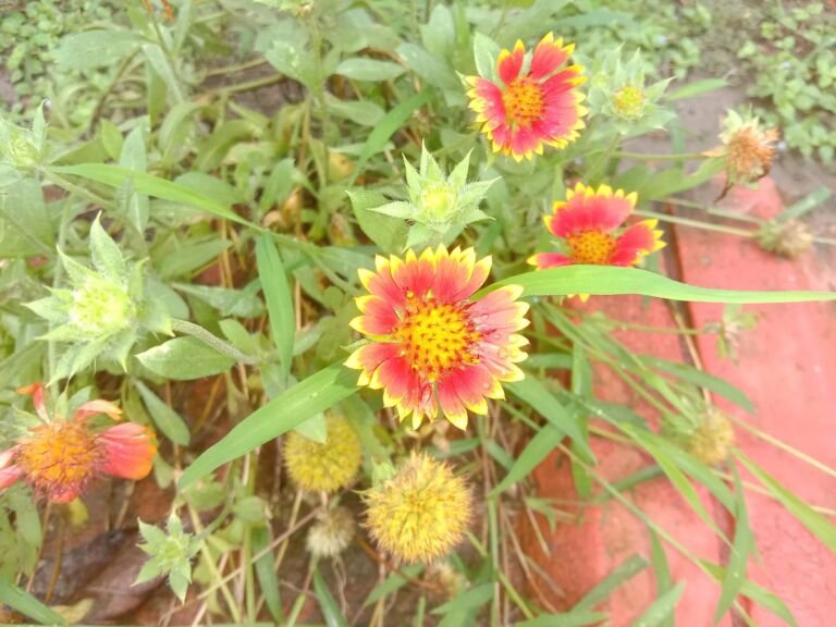 Gaillardia pulchella