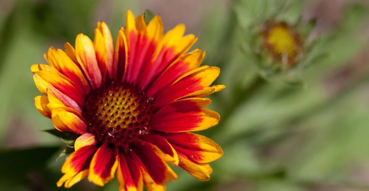 Kokardenblume 'Arizona Sun' (Gaillardia 'Arizona Sun') – Pflanzenfoto