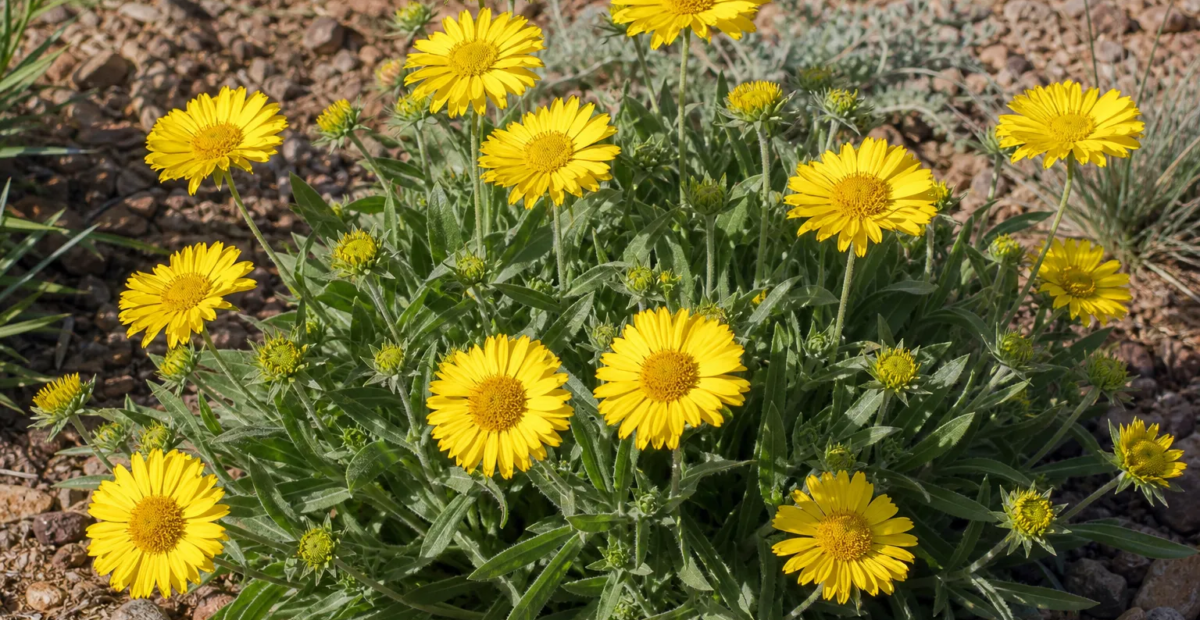 Kokardenblume ‘Mesa Yellow’ (Gaillardia aristata 'Mesa Yellow') – Pflanzenfoto