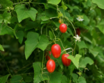 Kokcínia veľká (Coccinia grandis) – pestovanie a starostlivosť