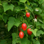kokcínia veľká (Coccinia grandis) – fotografia rastliny