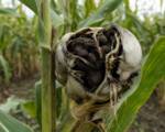 Kolbenbrand bei Mais und Kopfbrand bei Hirse