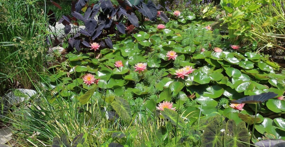 Kolokázia ‘Black Magic’ (Colocasia esculenta 'Black Magic') – fotografia rastliny