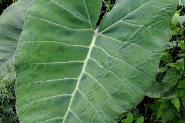 Colocasia esculenta