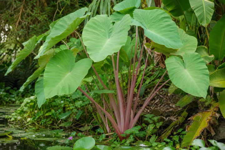 Colocasia esculenta 'Pink China'