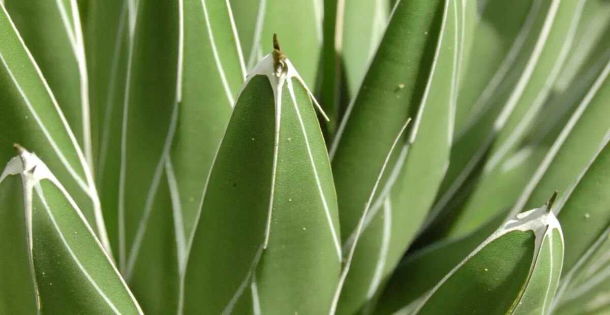 Königs-Agave; auch Königin-Victoria-Agave (Agave victoriae 'Reginae') – Pflanzenfoto
