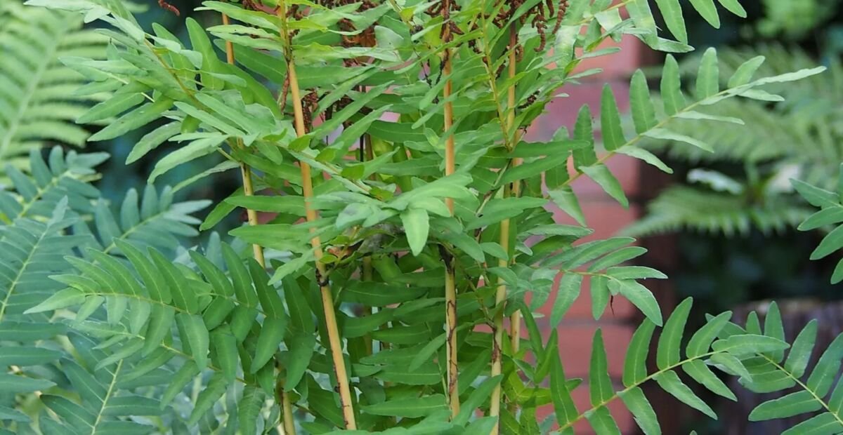 Königsfarn (Osmunda regalis) – Pflanzenfoto