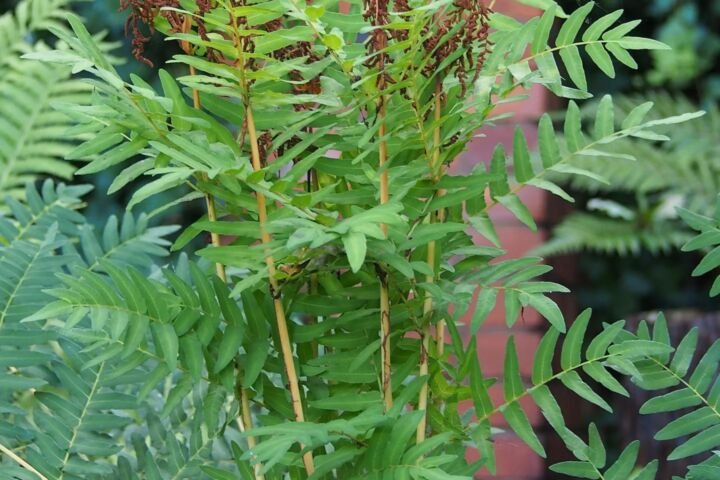 Osmunda regalis