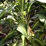 kordylínka krovitá (Cordyline fruticosa) – fotografia rastliny