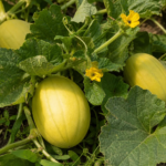Koreanische Melone (Cucumis melo Makuwa Group) – Pflanzenfoto