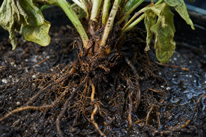 Koreňová a krčková hniloba spôsobená Phytophthora cryptogea