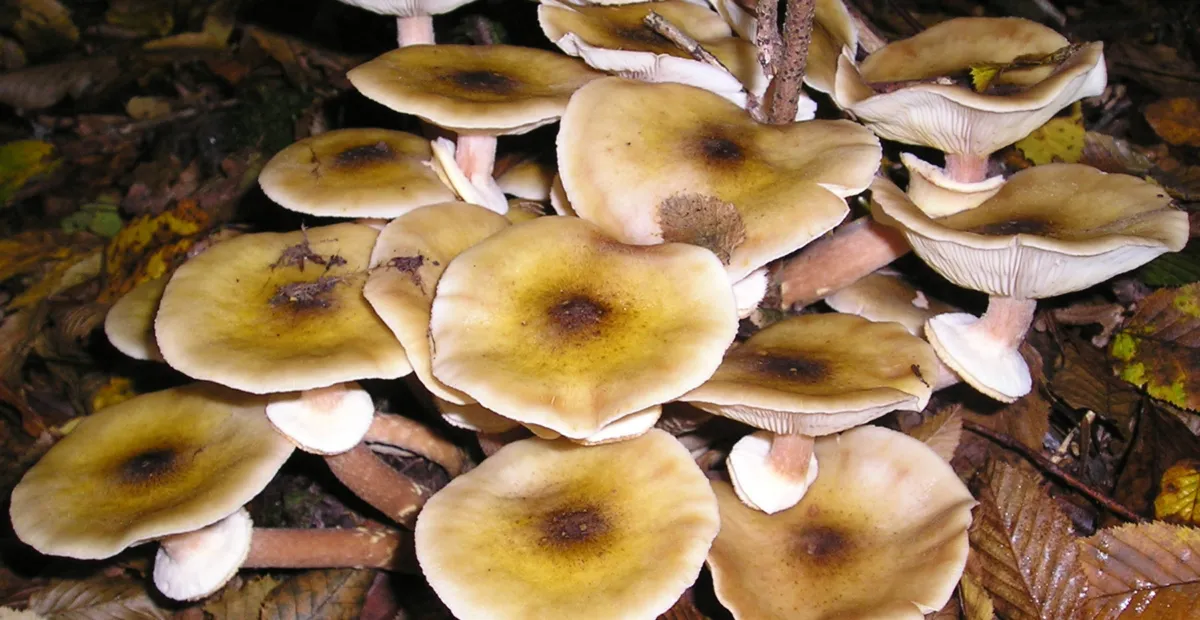 Koreňová hniloba podpňovky obyčajnej