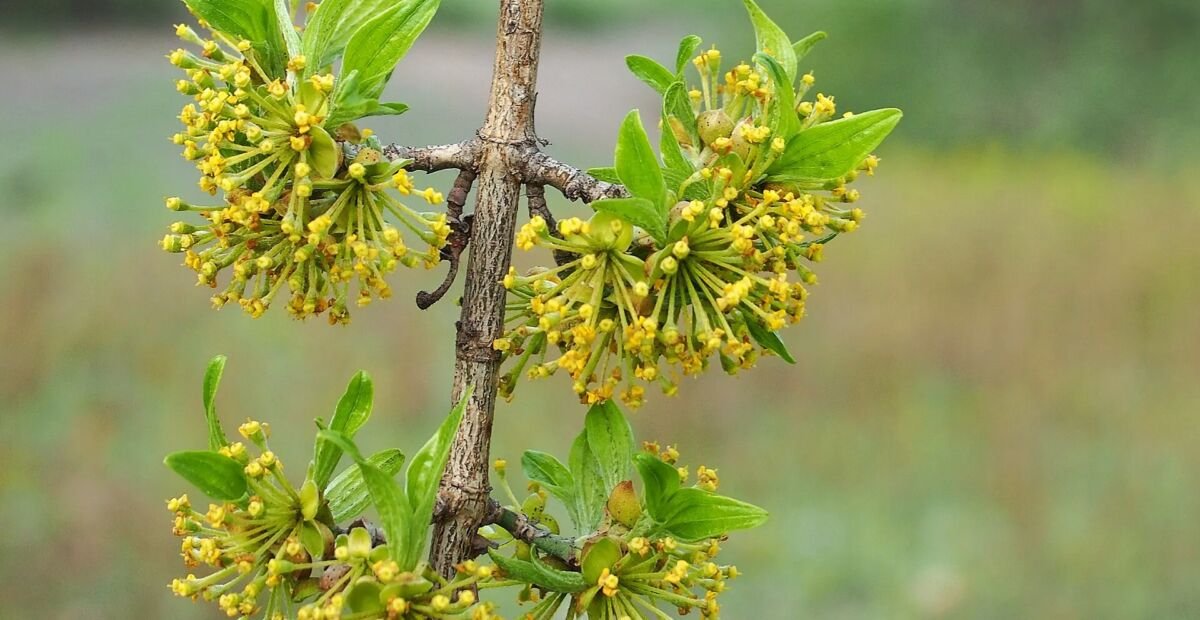 Kornelkirsche (Cornus mas) – Pflanzenfoto