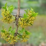 Kornelkirsche (Cornus mas) – Pflanzenfoto