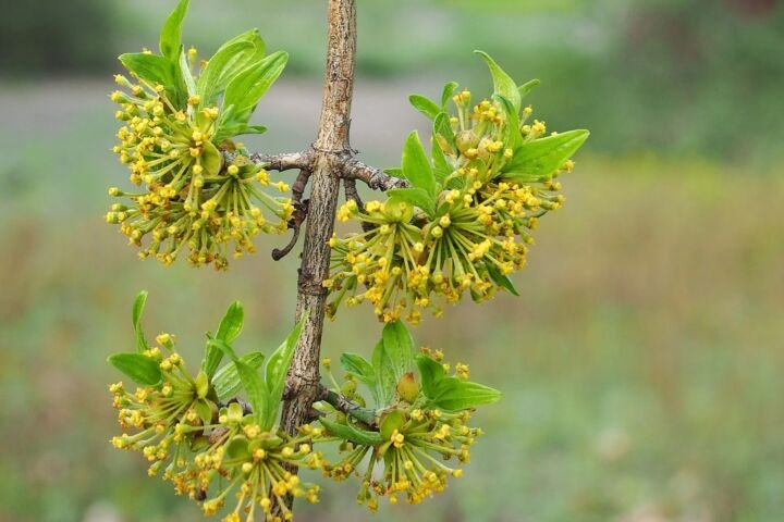 Cornus mas