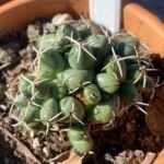 koryfanta sloňozubá (Coryphantha elephantidens) – fotografia rastliny