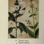 korytnačkovec holý (Chelone glabra) – fotografia rastliny