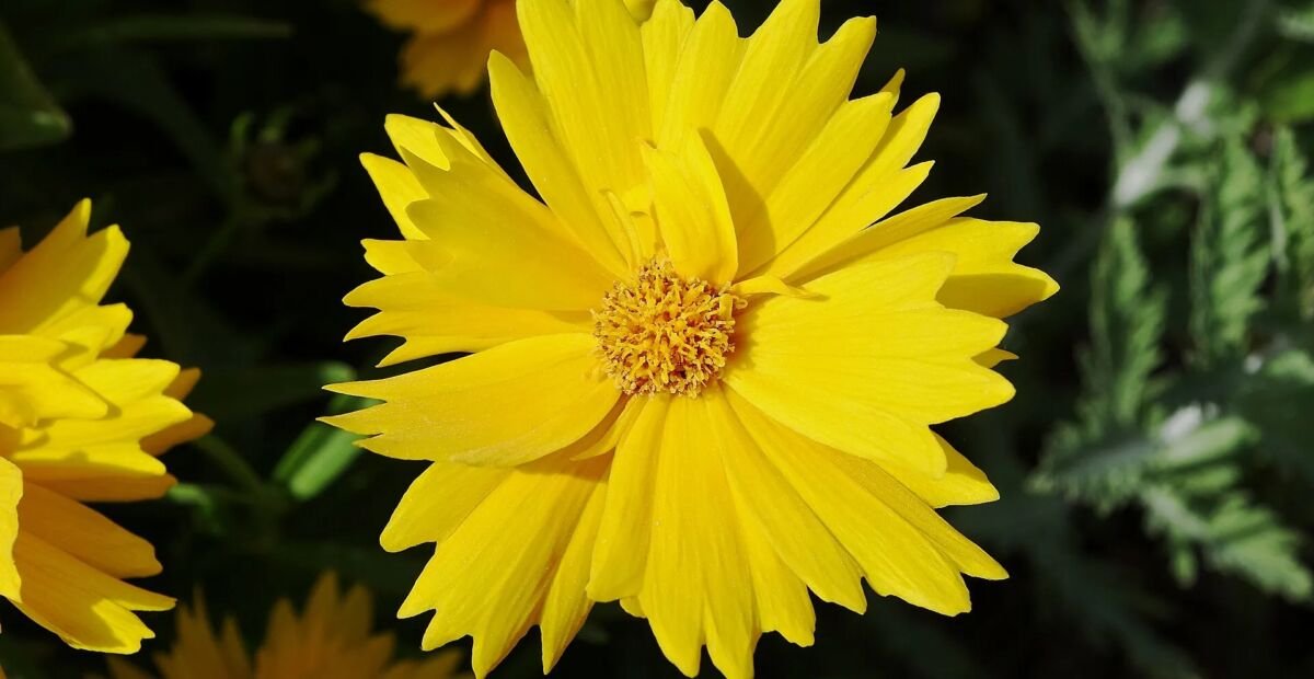 kráska kopijovitolistá (Coreopsis lanceolata) – fotografia rastliny