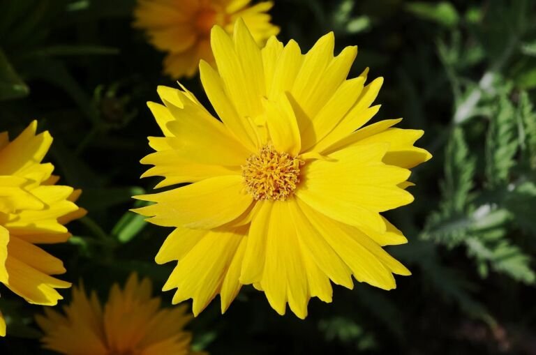 Coreopsis lanceolata