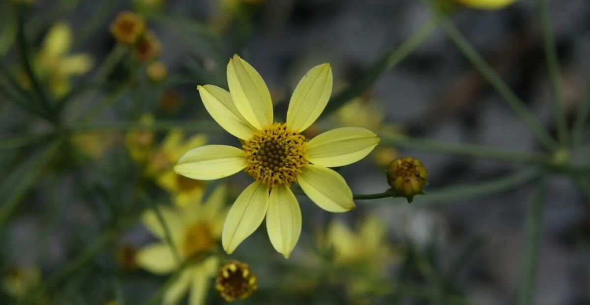 Kráska praslenová ‘Moonbeam’ (Coreopsis 'Moonbeam') – fotografia rastliny