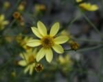 Kráska praslenová ‘Moonbeam’ (Coreopsis ‘Moonbeam’)