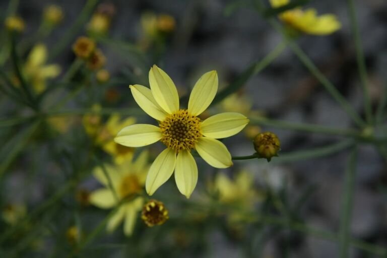 Coreopsis 'Moonbeam'