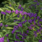 krásnoplod Bodinierov (Callicarpa bodinieri) – fotografia rastliny