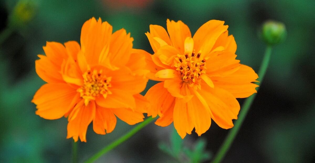 krasuľka sírová (Cosmos sulphureus) – fotografia rastliny