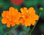 Krasuľka sírová (Cosmos sulphureus) – pestovanie a starostlivosť