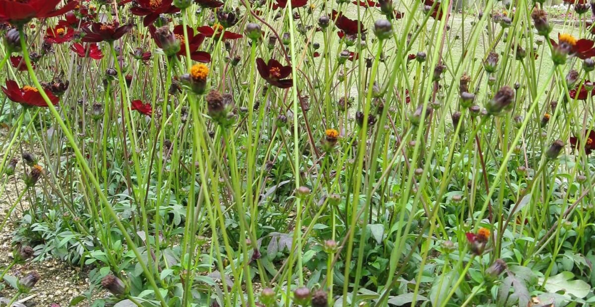 krasuľka tmavokrvavá (Cosmos atrosanguineus) – fotografia rastliny