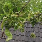 Kräuselkrankheit an Pfirsich und Nektarine