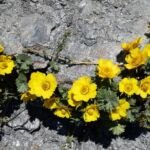 Kriech-Nelkenwurz (Geum reptans) – Pflanzenfoto