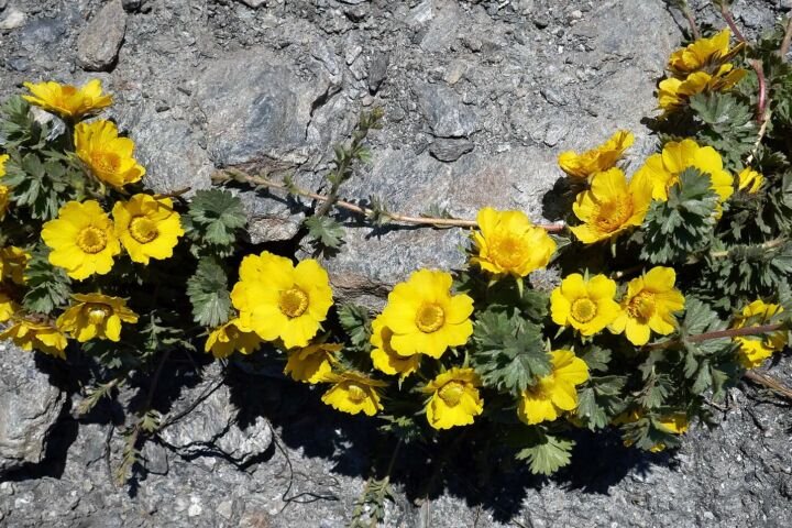 Geum reptans