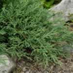 Kriech-Wacholder (Juniperus horizontalis) – Pflanzenfoto