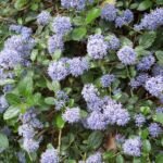 Kriechende Säckelblume (Ceanothus thyrsiflorus 'Repens') – Pflanzenfoto