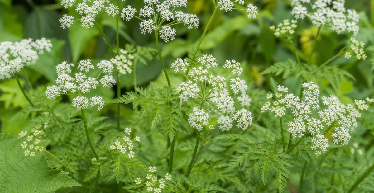 krkoška hľuznatá (Chaerophyllum bulbosum) – fotografia rastliny