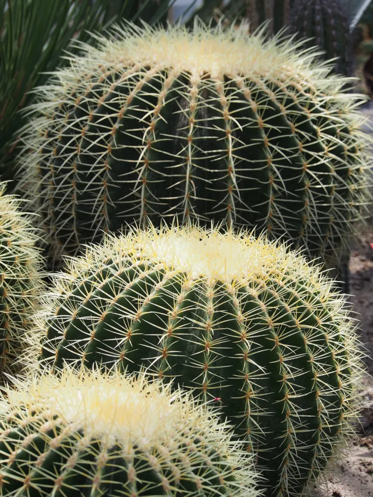Goldkugelkaktus (Kroenleinia grusonii) – im Garten, Pflanzenfoto