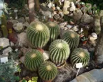 Mother-in-law’s cushion (Kroenleinia grusonii) care guide