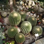Mother-in-law's cushion (Kroenleinia grusonii) – plant photo