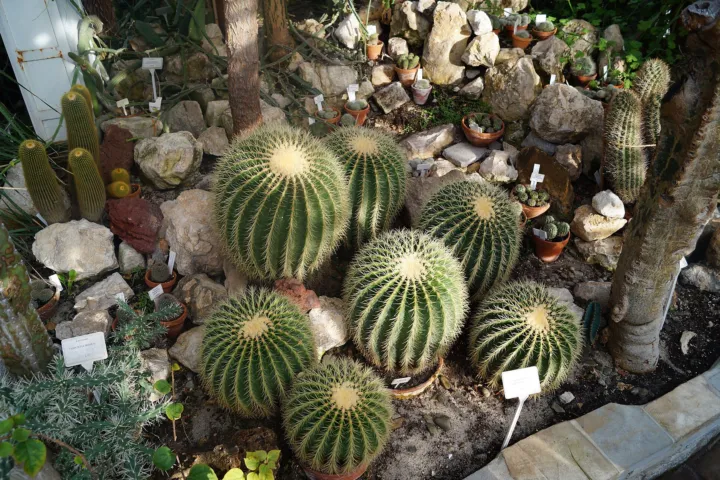 Kroenleinia grusonii
