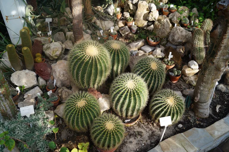 Kroenleinia grusonii